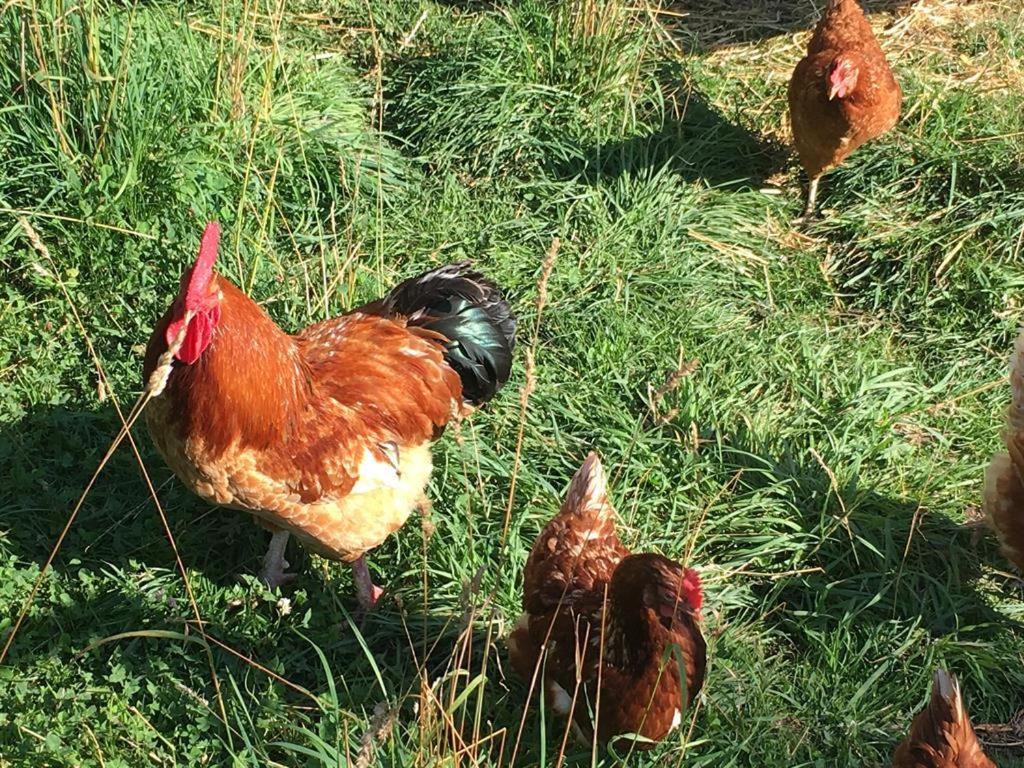 Ferienhof Weber Nieratz Wangen im Allgäu Esterno foto