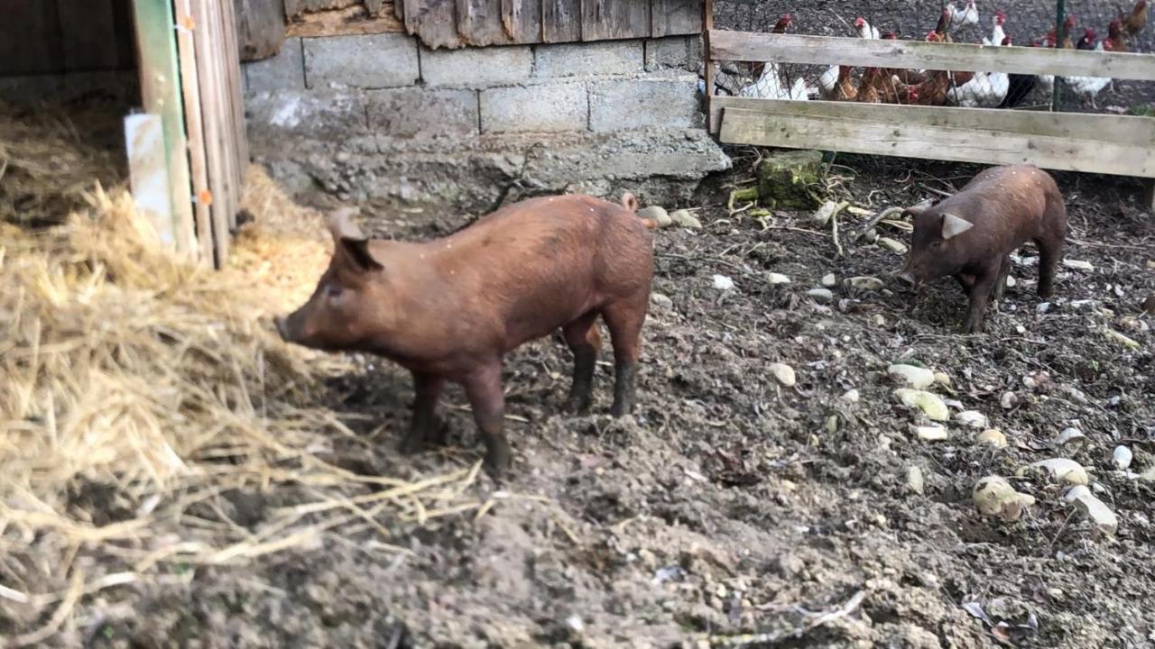 Ferienhof Weber Nieratz Wangen im Allgäu Esterno foto