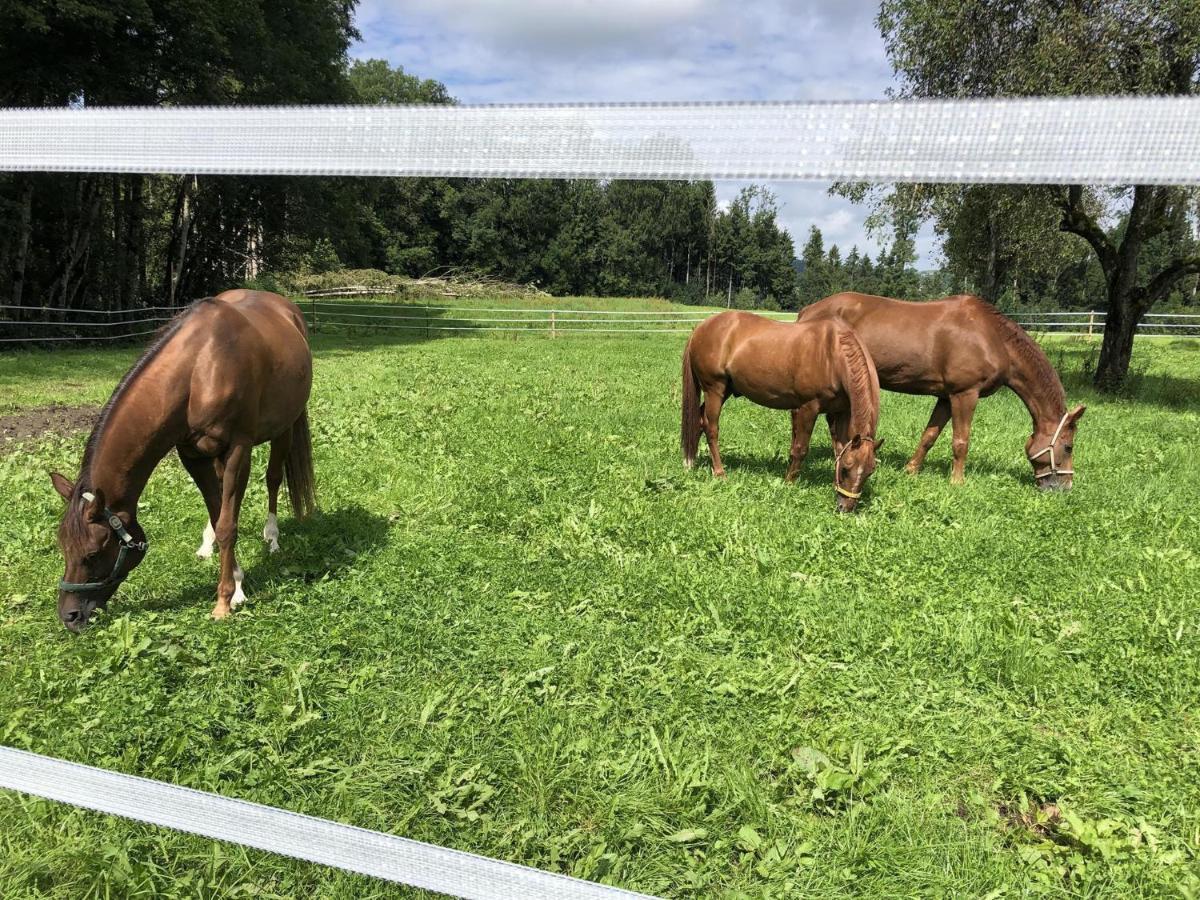 Ferienhof Weber Nieratz Wangen im Allgäu Esterno foto